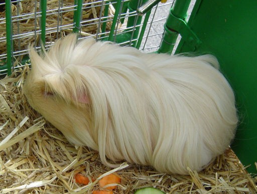Obrázok